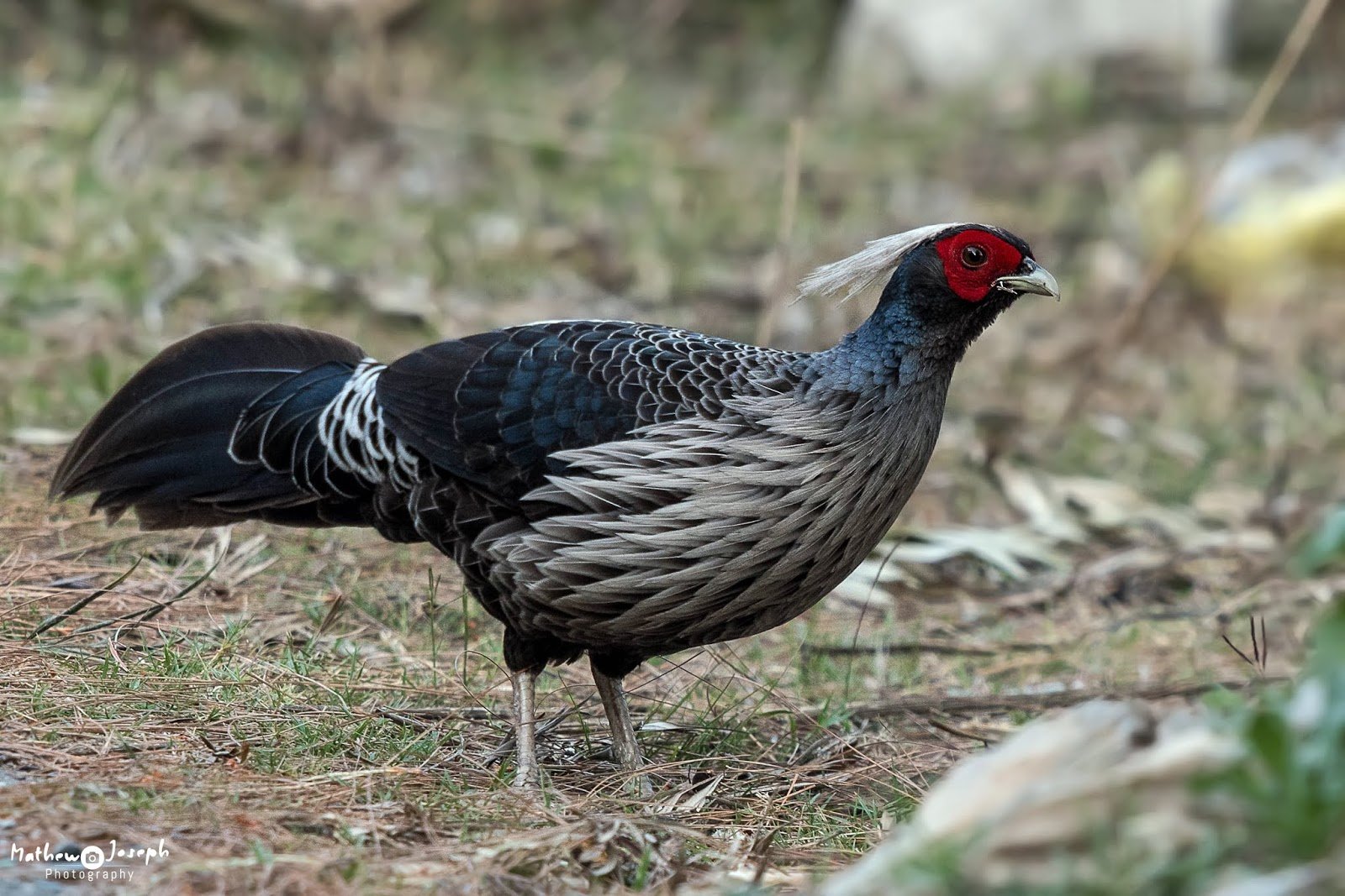 Bird Watching in the Himalayas Rare Species and Best Spots Bird Watching in the Himalayas Rare Species and Best Spots