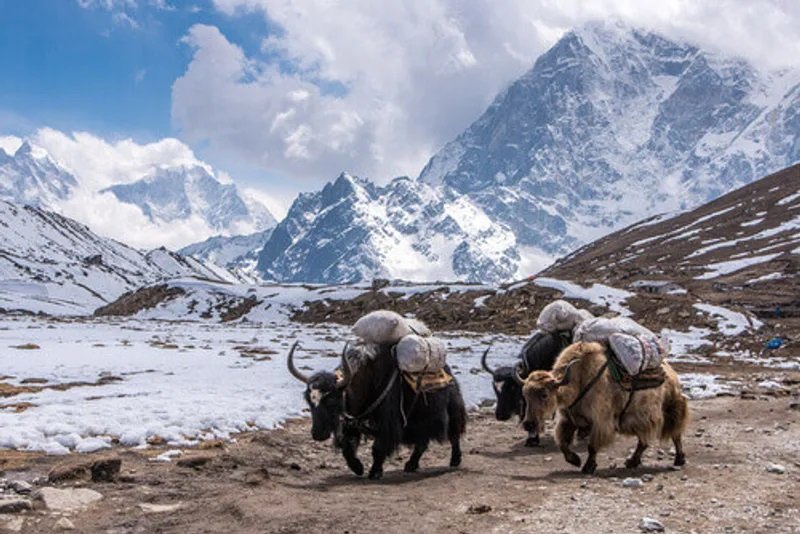 The Life of a Himalayan Yak Herder